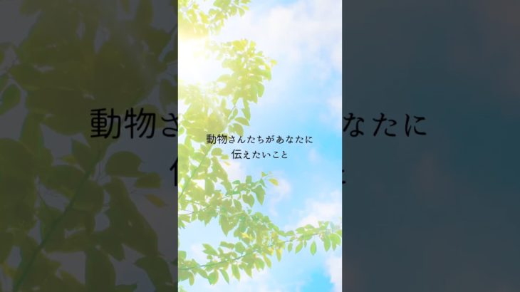 【ペットたちの想い】　#アニマルコミュニケーション  #アニマルコミュニケーター  #スピリチュアルヒーラー  #ペットロス  #ペット  #タロットカード  #shorts