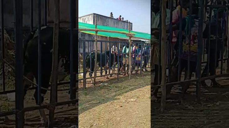 #shorts # bull #jalikattu #pet #pets #petlovers #animals #viral #trending #youtubeshorts #shortvideo