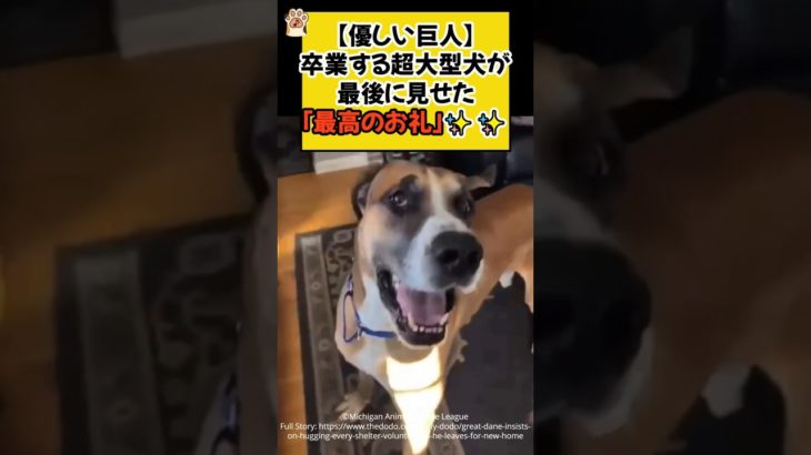 【優しい巨人】卒業する超大型犬が、最後に見せた「最高のお礼」✨✨ #shorts #大型犬 #保護犬 #犬 #dog #卒業 #ほっこり #青山龍星