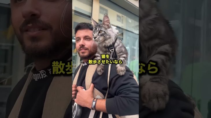 君はどのペットと散歩したい？ #ペット #動物 #shorts #shortvideo #short #ショート #ショーツ #ショート動画