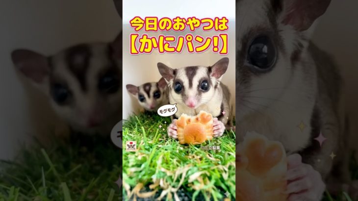 オヤツは「かにぱん」 #モケケ・シュガグラ #ふくろももんが   #フクロモモンガ #sugarglider  #ペット #ペット動画  #可愛い  #かわいい  #cute