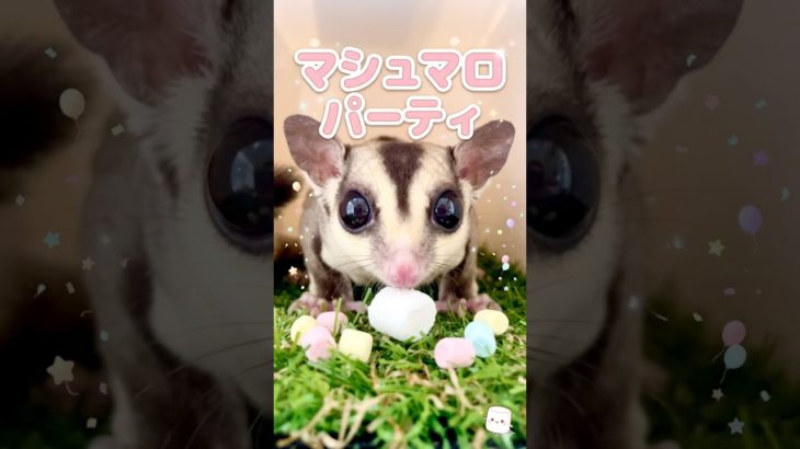 マシュマロ争奪戦 #モケケ・シュガグラ #ふくろももんが   #フクロモモンガ #sugarglider  #ペット #ペット動画  #可愛い  #かわいい  #cute
