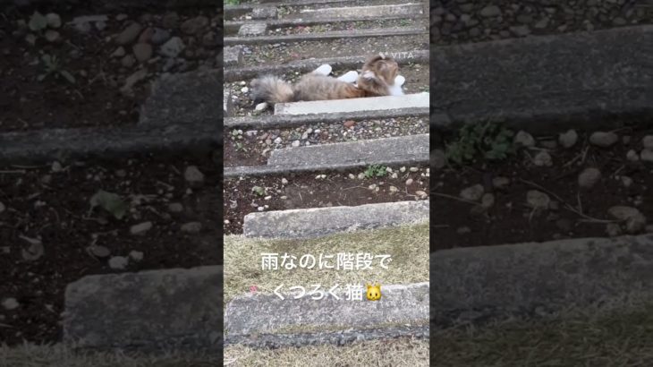 雨なのに階段でくつろぐ猫🐱 #猫 #ねこ #ネコ #ペット #サイベリアン #かわいい猫 #ねこのいる生活 #ねこのいる暮らし #散歩する猫