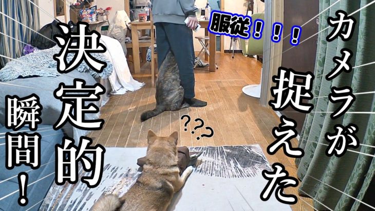 ペットカメラが捉えた柴犬と甲斐犬の決定的瞬間６選！イタズラ柴犬に冤罪！？動画の最後にご報告があります　#甲斐犬 #柴犬 #犬のいる生活