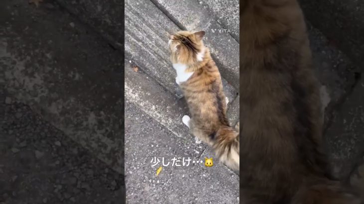 少しだけ・・・🐱 #猫 #ねこ #ネコ #ペット #サイベリアン #かわいい猫 #ねこのいる生活 #ねこのいる暮らし #散歩する猫