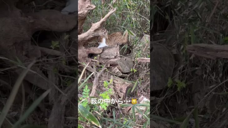 薮の中から・・・🐱 #猫 #ねこ #ネコ #ペット #サイベリアン #かわいい猫 #ねこのいる生活 #ねこのいる暮らし #散歩する猫