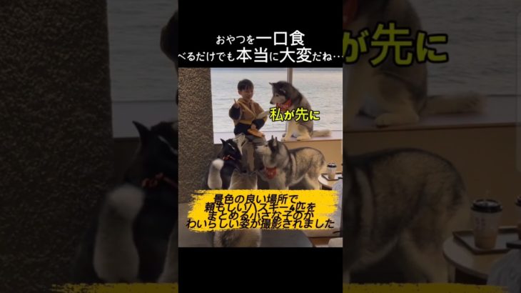 大惨事！おやつ奪い合いの大騒動 #子犬 #ペット犬 #動物