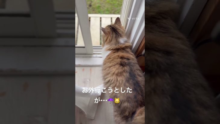 お外行こうとしたが・・・☔🐱 #猫 #ねこ #ネコ #ペット #サイベリアン #かわいい猫 #ねこのいる生活 #ねこのいる暮らし #散歩する猫