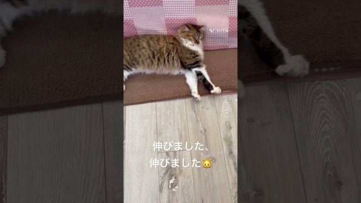 伸びました、伸びました🐱 #猫 #ねこ #ネコ #ペット #サイベリアン #かわいい猫 #ねこのいる生活 #ねこのいる暮らし #散歩する猫