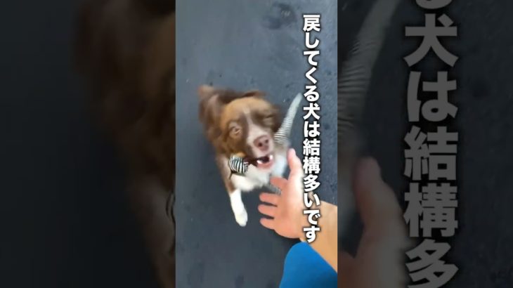 なぜ犬はリードを離すと持ってくるのか