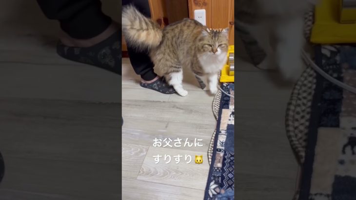 お父さんにすりすり🐱 #猫 #ねこ #ネコ #ペット #サイベリアン #かわいい猫 #ねこのいる生活 #ねこのいる暮らし #散歩する猫