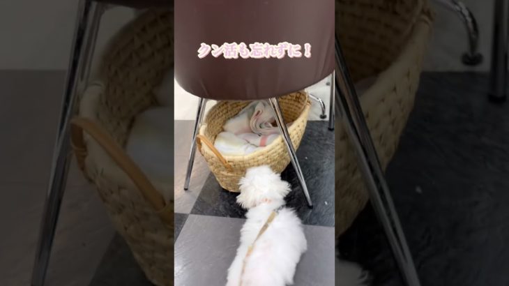 【 ペットショップマルワン板橋志村坂下店 】志村坂下店のマルチーズくん！お散歩デビューに密着！！！！