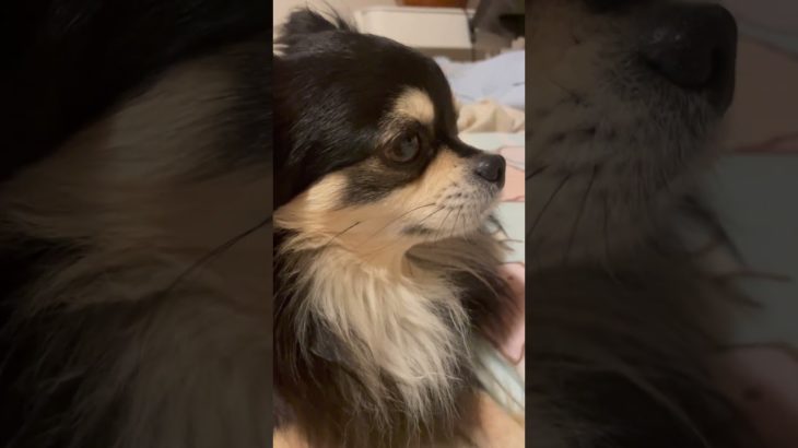 ペットのおもちの毛づくろい´•ﻌ•`🐾