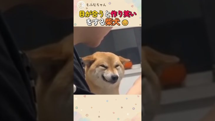 目が合うと作り笑いをする柴犬ｗ