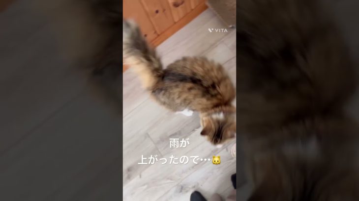 雨が上がったので・・・🐱 #猫 #ねこ #ネコ #ペット #サイベリアン #かわいい猫 #ねこのいる生活 #ねこのいる暮らし #散歩する猫