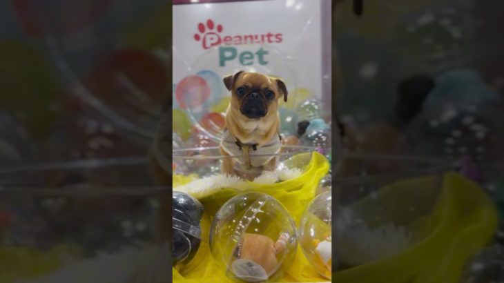 インターペット楽しむパグチワワ