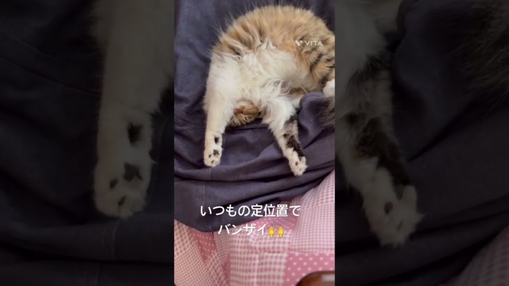 いつもの定位置でバンザイ🙌 #猫 #ねこ #ネコ #ペット #サイベリアン #かわいい猫 #ねこのいる生活 #ねこのいる暮らし #散歩する猫