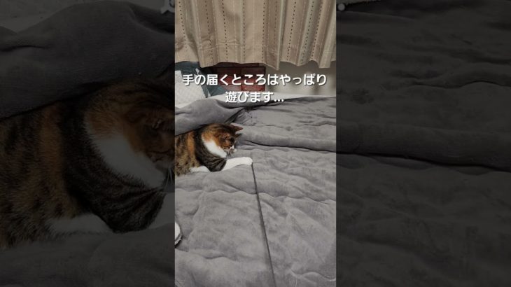 もっちゃんダイエット大作戦も…手の届くところだけでした…