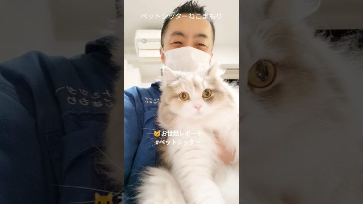 ペットシッターねこまもり斉藤です 新宿区 お得意様 大きくなったね〜サイベリアンちゃん お世話レポート🐈 #ペットシッター