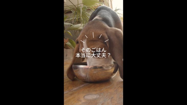 ペットフードブランド動画