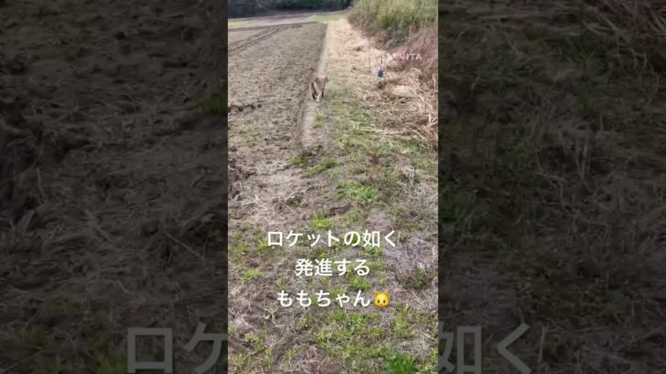ロケットの如く発進するももちゃん🐱 #猫 #ねこ #ネコ #ペット #サイベリアン #かわいい猫 #ねこのいる生活 #ねこのいる暮らし #散歩する猫