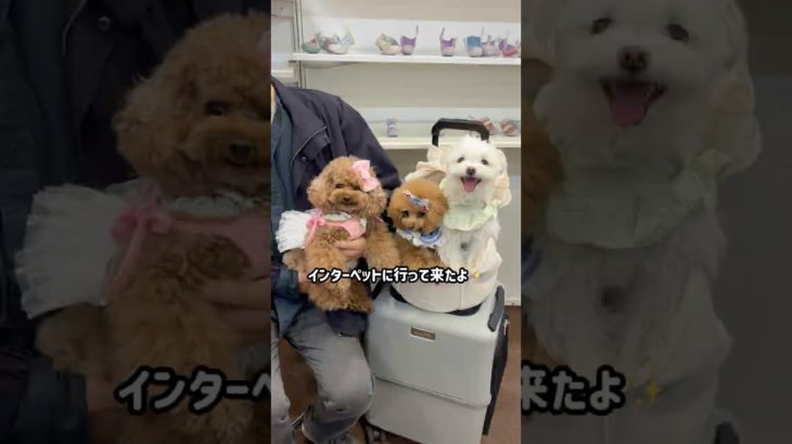 【イベント参戦】愛犬とインターペットに行ってきたのでレポするよ！