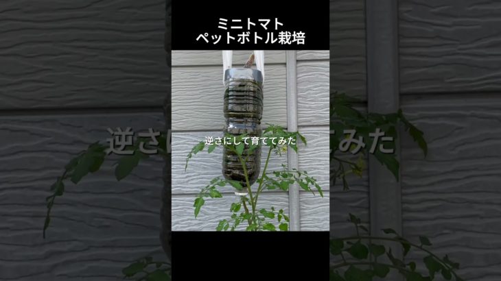 【ペットボトル栽培】ミニトマト！省スペースで簡単！#ミニトマト#再生栽培#ペットボトル栽培
