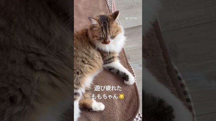 遊び疲れたももちゃん🐱 #猫 #ねこ #ネコ #ペット #サイベリアン #かわいい猫 #ねこのいる生活 #ねこのいる暮らし #散歩する猫