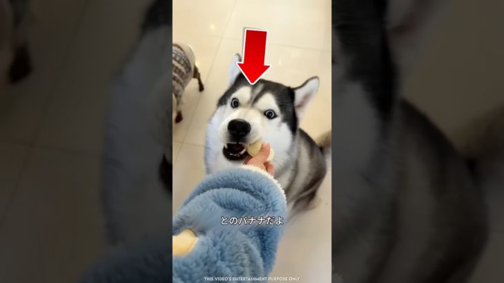 私のかわいいペットたち