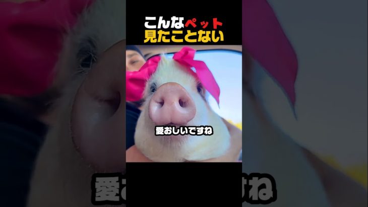 まさかのペットに店員爆笑😂