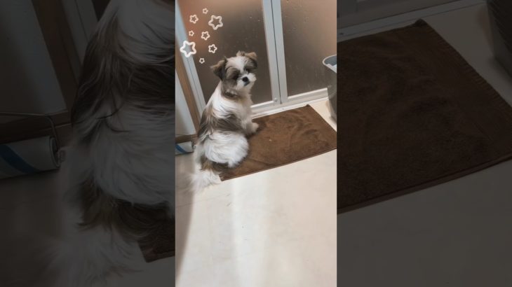 全力お風呂待機🛁 #かわいい #ペット #犬のいる生活