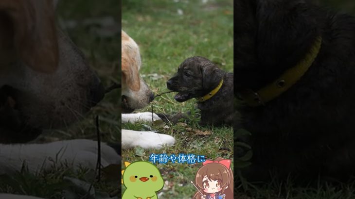 みんな大好きペットの豆知識！飼ってる人はみんな知ってる犬猫編