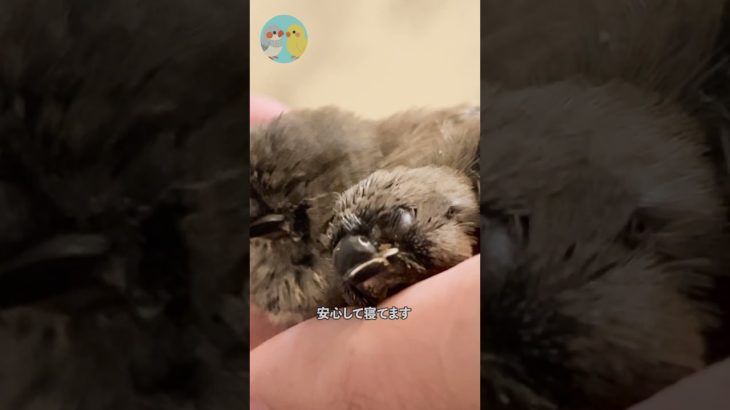 ヒナが生まれました！  #ペット#キンカチョウ